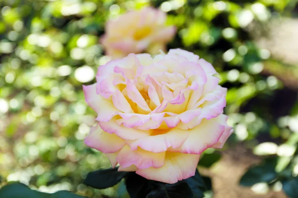 Bela rosa no arbusto verde — Fotografia de Stock