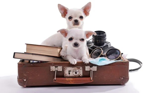 Adorable chihuahua dogs — Stock Photo, Image