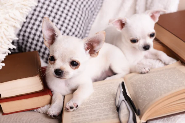 Adorable chihuahua dogs — Stock Photo, Image