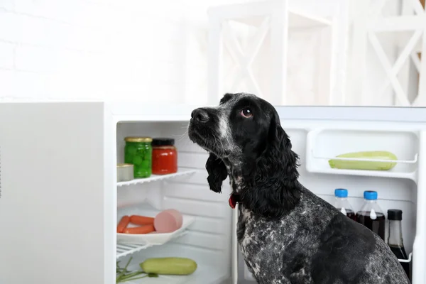 Cute rosyjski spaniel w pobliżu lodówka — Zdjęcie stockowe