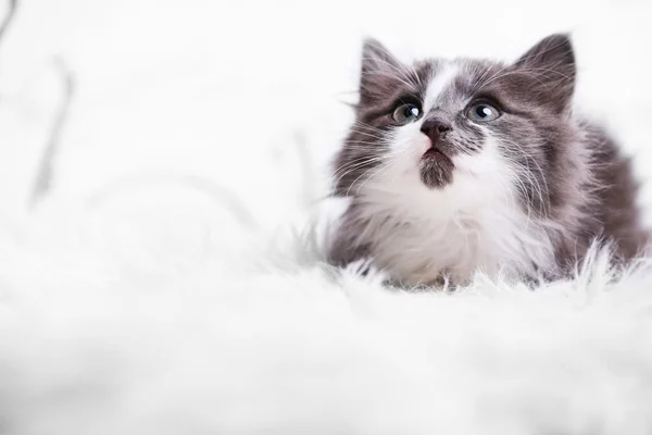 Cute gray kitten — Stock Photo, Image