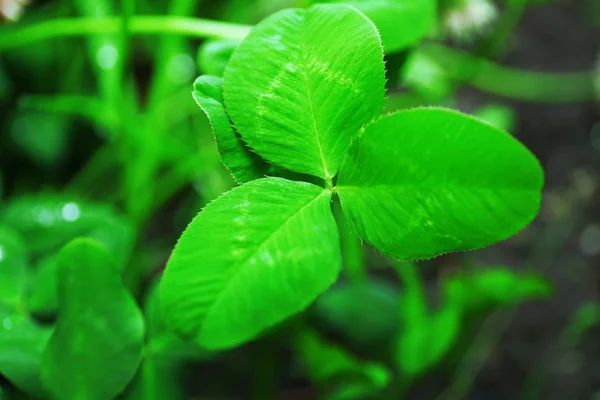 Clover blad, närbild — Stockfoto