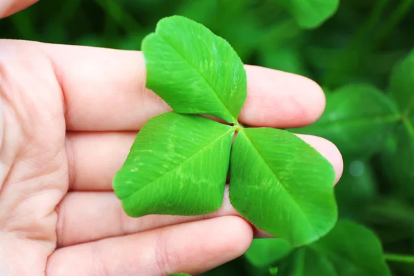 Clover lämnar hand — Stockfoto