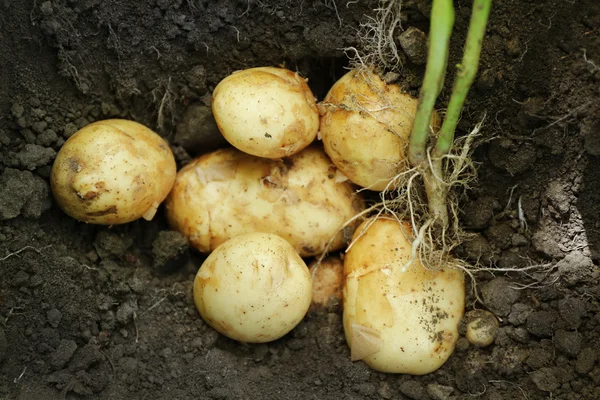 Cultura de batatas novas — Fotografia de Stock