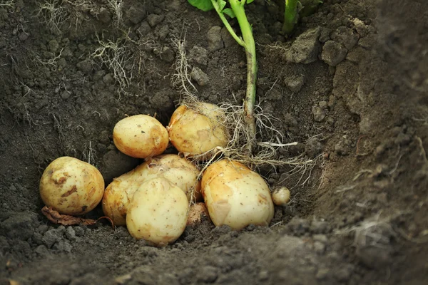 Crop of new potatoes — Stock Photo, Image