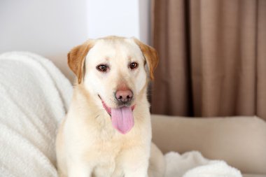 Divan, eve iç arka plan üzerinde şirin köpek