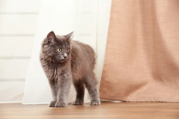 Gatinho cinza bonito no chão em casa — Fotografia de Stock