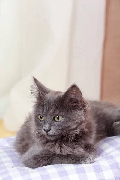 Niedliche graue Kätzchen auf Kissen zu Hause — Stockfoto