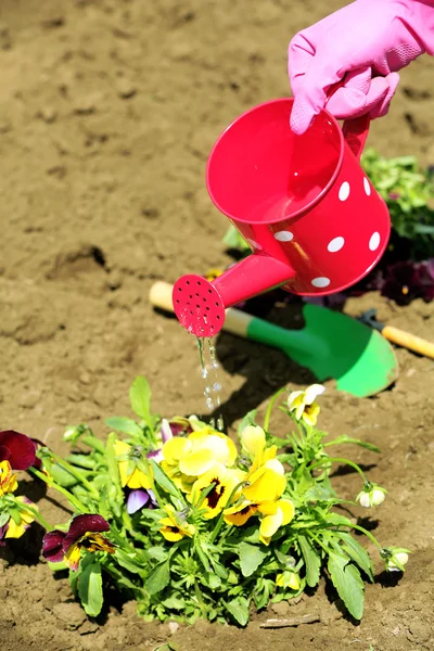 Kvinnliga händer i rosa handskar vattna blommor, närbild — Stockfoto