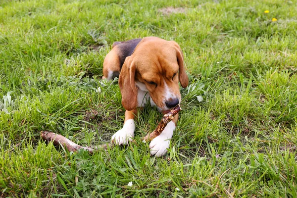 公園で面白いかわいい犬 — ストック写真