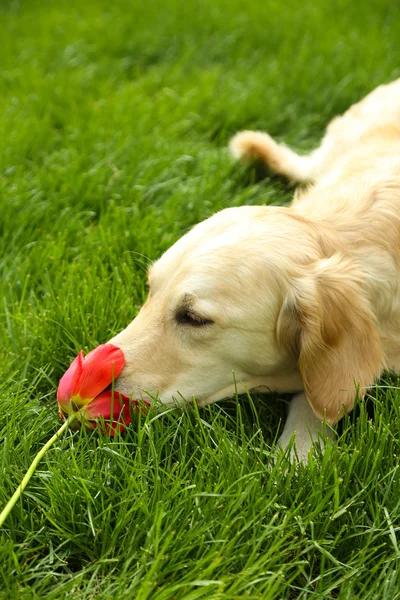 Adorável Labrador deitado na grama verde, ao ar livre — Fotografia de Stock