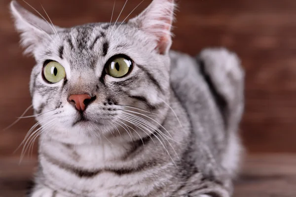 Hermoso gato sobre fondo de madera — Foto de Stock