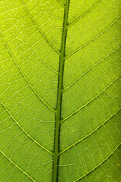 Árbol hoja verde de cerca — Foto de Stock