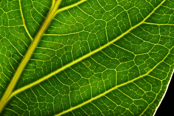 Árbol hoja verde de cerca —  Fotos de Stock