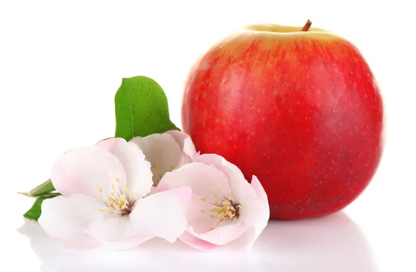 Manzana fresca con flor de manzana, aislada sobre blanco —  Fotos de Stock