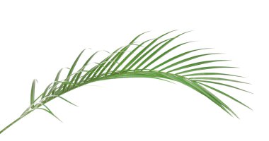 güzel palmiye yaprağı üzerinde beyaz izole