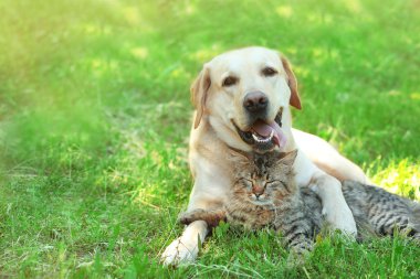 dog and cat resting