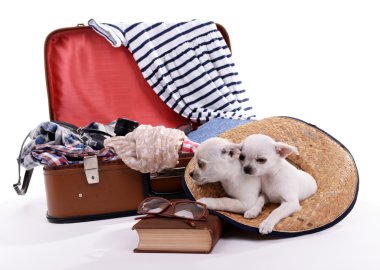 Adorable chihuahua dogs and suitcase with clothing isolated on white