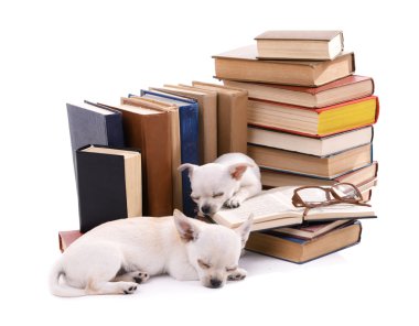 çok güzel chihuahua köpek ve yığın üzerinde beyaz izole kitap