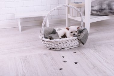 çok güzel chihuahua köpek