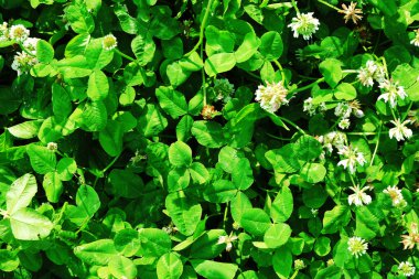 yonca arka planda kalıyor.