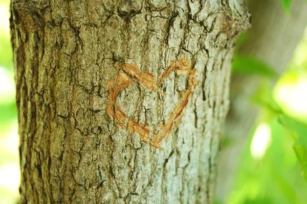 Cuore scolpito nell'albero da vicino — Foto Stock