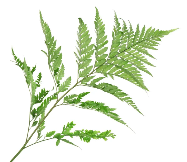 Green fern leaf isolated on white — Stock Photo, Image