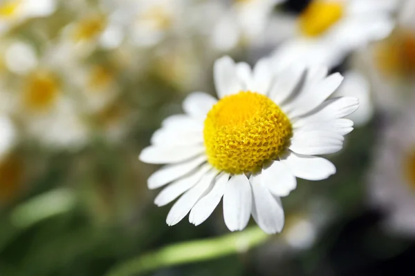 Beautiful bouquet of daisies close up — Stock Photo, Image