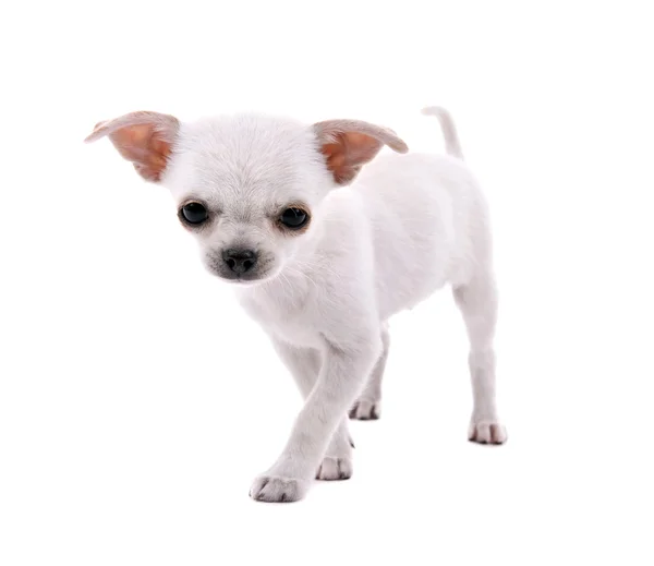 Αξιολάτρευτο Τσιουάουα σκυλί που απομονώνονται σε λευκό — Φωτογραφία Αρχείου