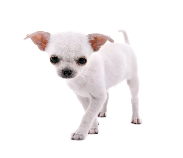 Cão chihuahua adorável isolado em branco — Fotografia de Stock