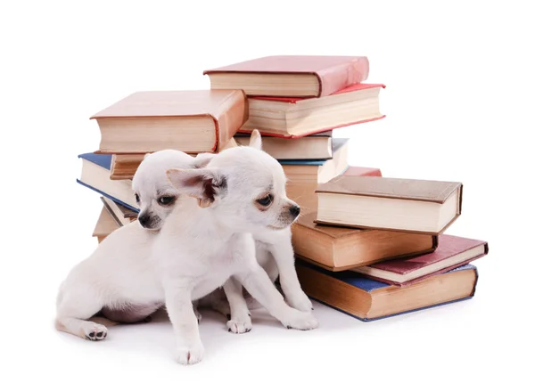 Chihuahua śliczny psy na stos książek na białym tle — Zdjęcie stockowe