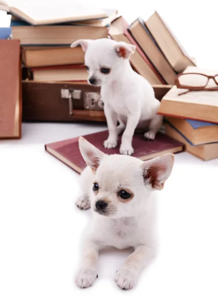 Entzückende Chihuahua-Hunde und Bücherhaufen aus nächster Nähe — Stockfoto