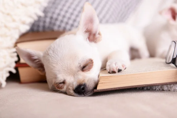 Adorable perro chihuahua con libros en sofá —  Fotos de Stock