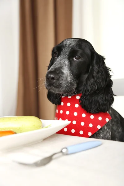 Hond kijken naar plaat van verse groenten — Stockfoto