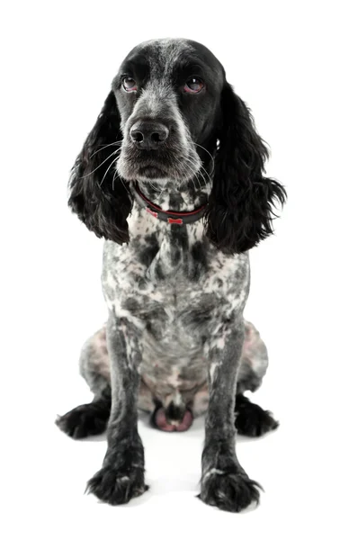 Russian spaniel isolated — Stock Photo, Image