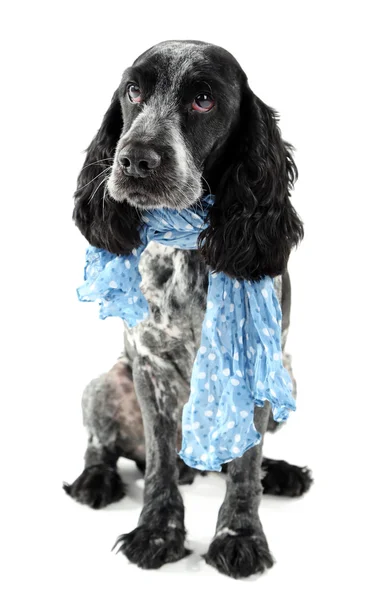 Cute dog with blue scarf — Stock Photo, Image