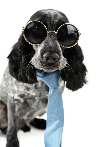 Ładny pies z okulary — Zdjęcie stockowe