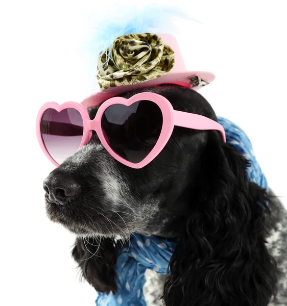 Χαριτωμένος σκύλος με γυαλιά ηλίου, καπάκι και κασκόλ — Φωτογραφία Αρχείου