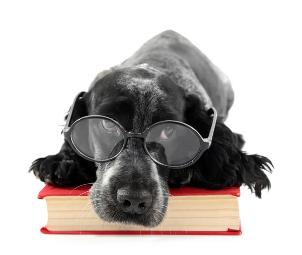 Spaniel ruso con libro y gafas —  Fotos de Stock