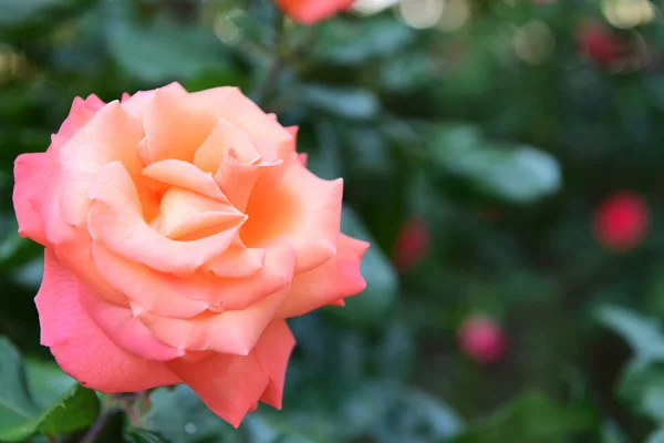 Mooie roos groeien in de tuin — Stockfoto