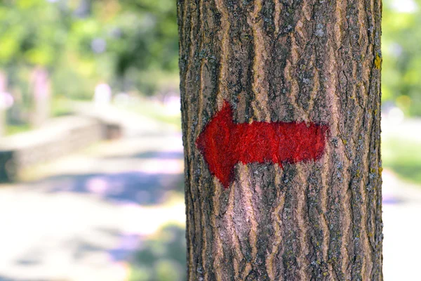 Flecha brilhante na árvore ao ar livre — Fotografia de Stock
