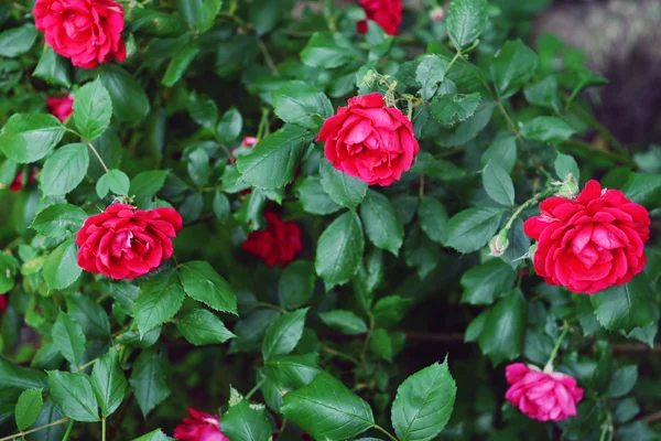 Beautiful roses growing in garden — Stock Photo, Image
