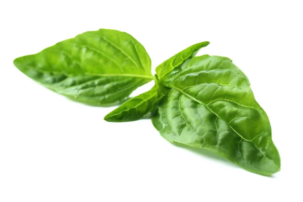 Green fresh basil — Stock Photo, Image