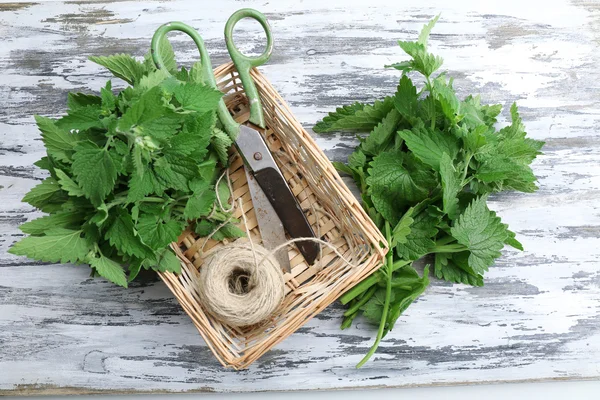 Leaves of lemon balm — Stock Photo, Image