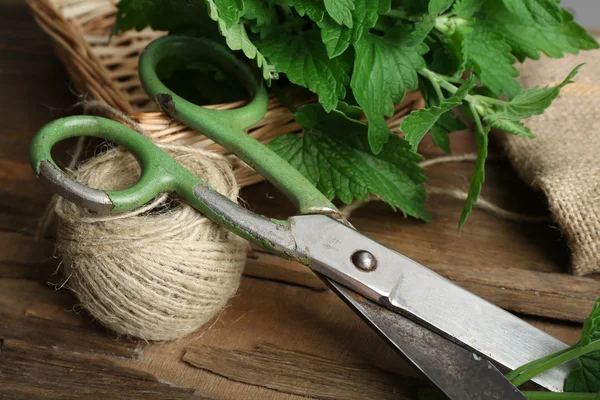 Leaves of lemon balm — Stock Photo, Image