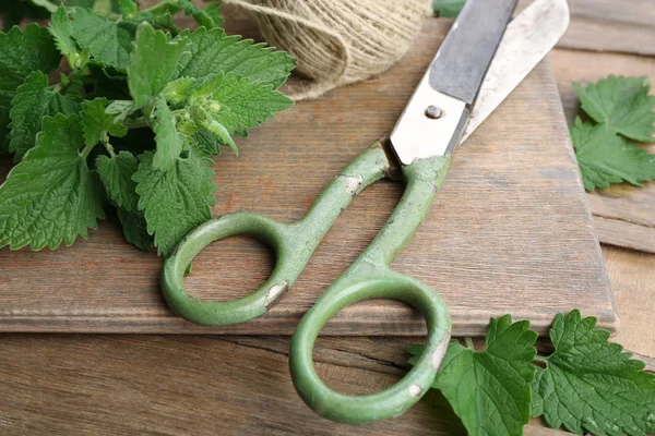 Leaves of lemon balm — Stock Photo, Image