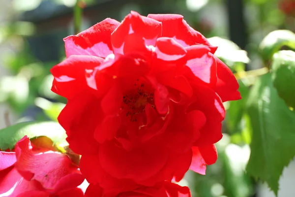 Prachtige roze rozen — Stockfoto