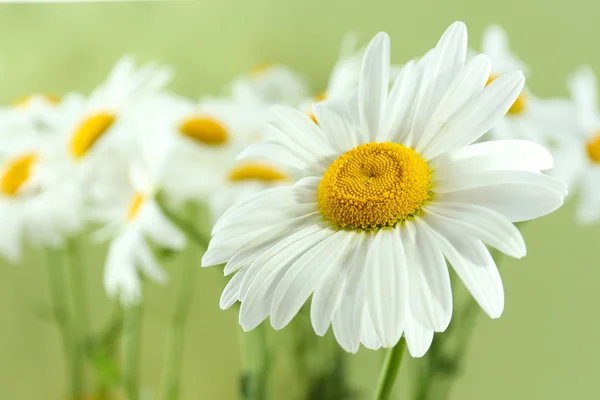 Closeup of beautiful chamomile flowers — Stock Photo, Image