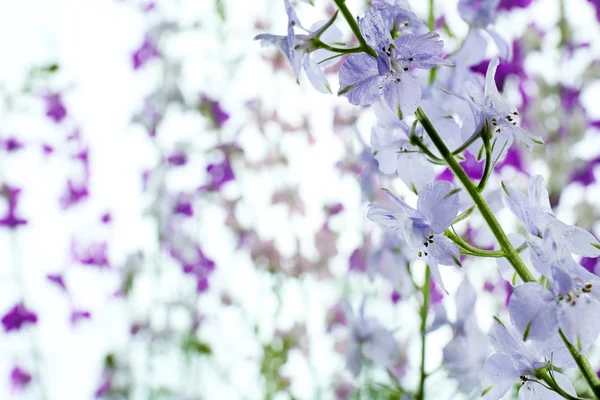 美丽的紫色花朵的特写 — 图库照片