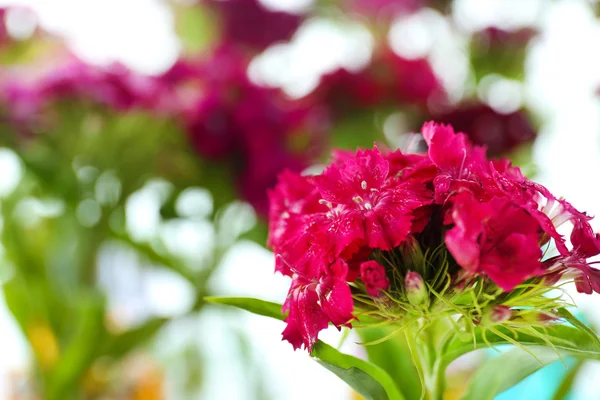 Крупним планом красиві фіолетові квіти — стокове фото